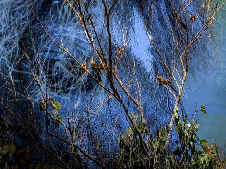 Lourdes Salarini - Nature